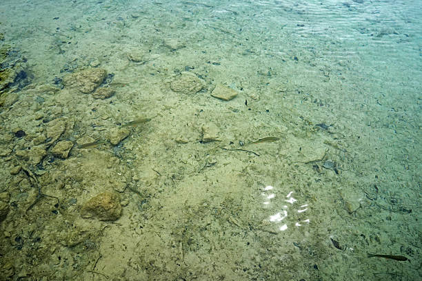 Sea and ocean ecology system