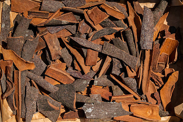 Close-up of cinnamon bark pieces dried under hot sunlight, forming a warm brown spice texture background. Aromatic cinnamon used in cooking, baking, beverages, and traditional herbal applications.