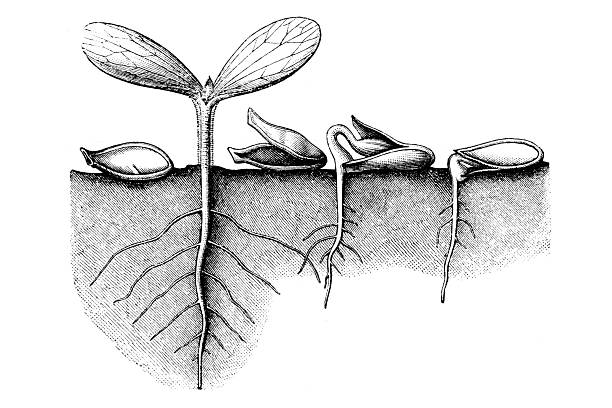 Germination process in the Pumpkin (Cucurbita Pepo)