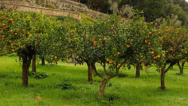 Vibrant Orange Grove with Lush Greenery and Orange Ripe Fruit. Harvest