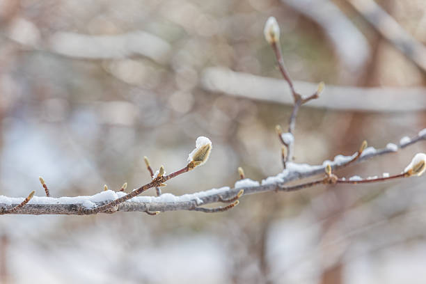 Close-up of magnolia buds on a bare branch with fresh snow, photographed in natural daylight with shallow depth of field and a soft bokeh background. magnolia denudata