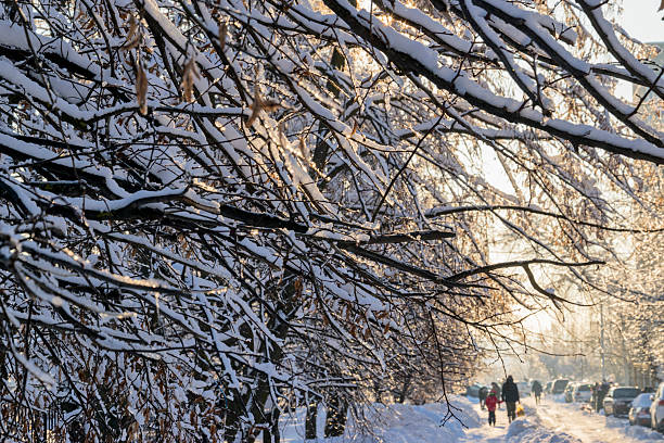 In the foreground are tree branches covered in snow. In the distance are the blurry figures of people and cars.
