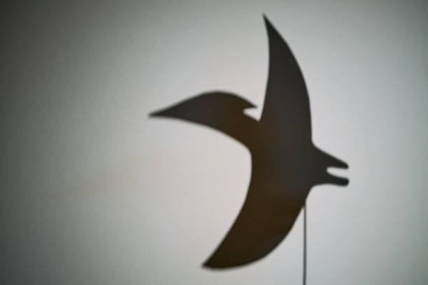 Shadow of pterosaur-shaped object cast on plain wall, silhouette forming distinct outline with beak and wings visible, minimalistic composition emphasizing animal shape and contours