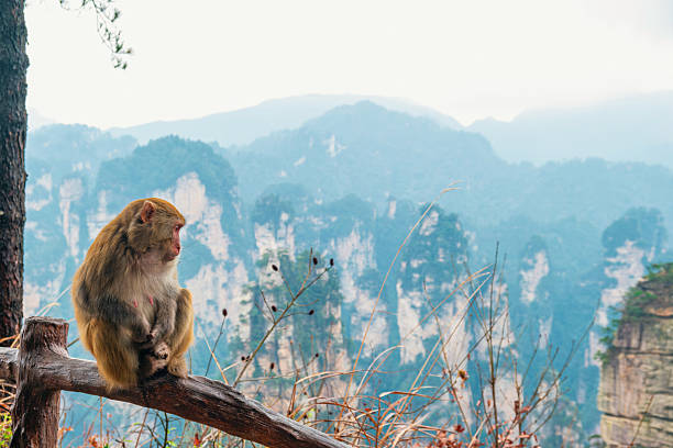 Wild macaque sitting on wooden railing overlooking misty sandstone pillars, forested mountains and deep valley landscape.in Zhangjiajie National Forest Park, Hunan, China. Travel and tourism landmark in Asia.