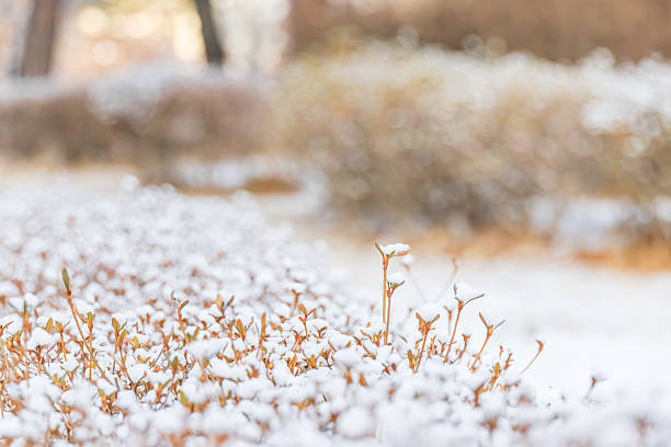 Snow rests on rhododendron (azalea-type) shrubs in a winter park, highlighting the contrast between white snow and warm-toned foliage. A natural seasonal plant texture background with shallow depth of field.