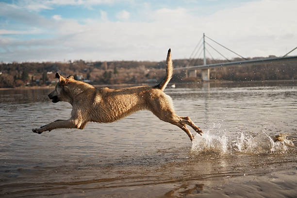 A large tan dog is captured in mid-air, jumping through shallow river water with a massive splash. In the blurred background, a cable-stayed bridge spans the water under a soft, cloudy sky.