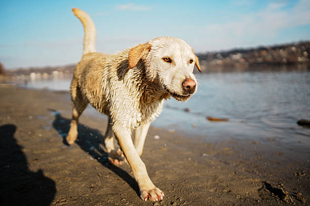 A wet, light-colored dog with amber eyes walks along a muddy river shore after a swim. The background features calm water and a distant shoreline under a bright, sunny sky during the day.