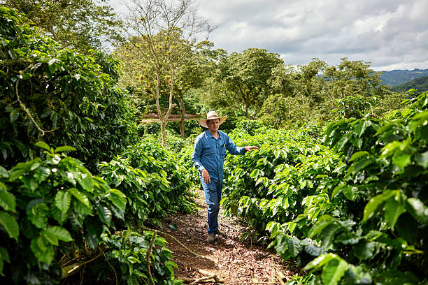 istock Single-estate coffee farmer caring for plants 2260642100