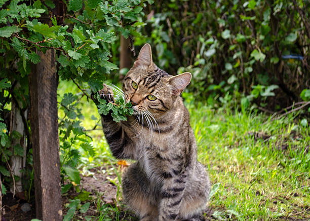 Curious grey and white cat explores a vibrant garden, sniffing at the plants with interest