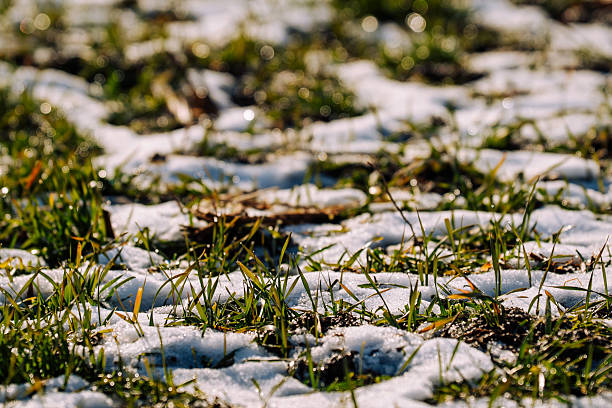 The first snow fell on the green lawn grass. Winter is approaching. Late autumn and first snow. High quality photo