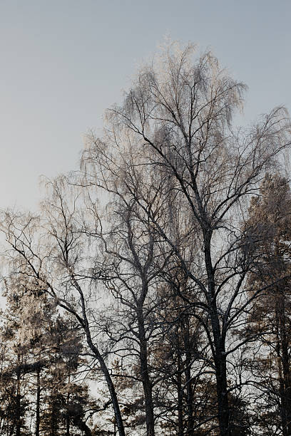 Tall bare birch trees in a winter forest against a pale sky during cold season. Minimal natural landscape with frosty branches creating delicate patterns in soft light.