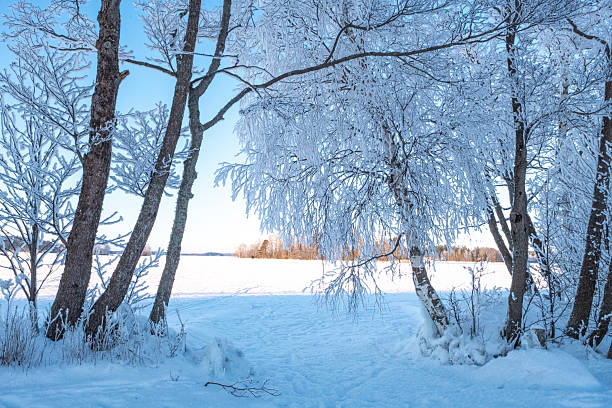 Sunlit frosted trees in snow
