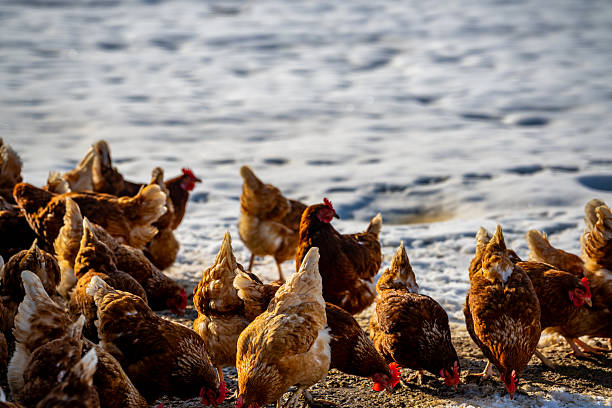 A large flock of free-range chickens gathers outdoors on snow-dusted ground during winter. Warm sunlight contrasts with the cold surroundings, emphasizing natural farming practices, food production, and the calm rhythm of rural life.