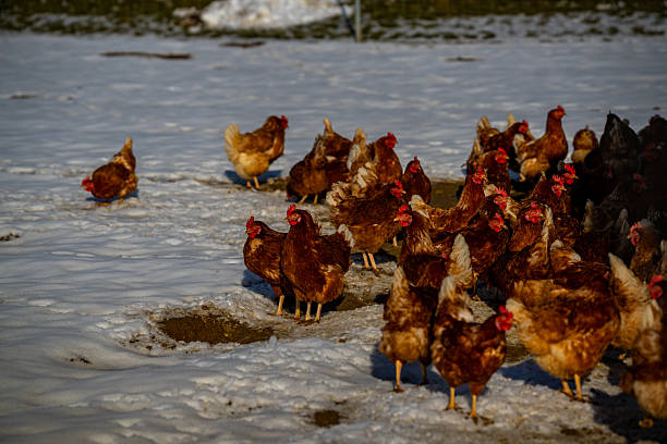 A large flock of free-range chickens gathers outdoors on snow-dusted ground during winter. Warm sunlight contrasts with the cold surroundings, emphasizing natural farming practices, food production, and the calm rhythm of rural life.