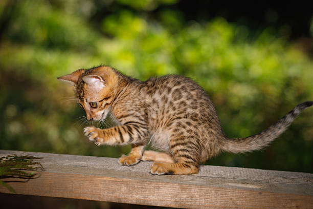 Playful Bengal kitty hunting on plank outdoor, side view