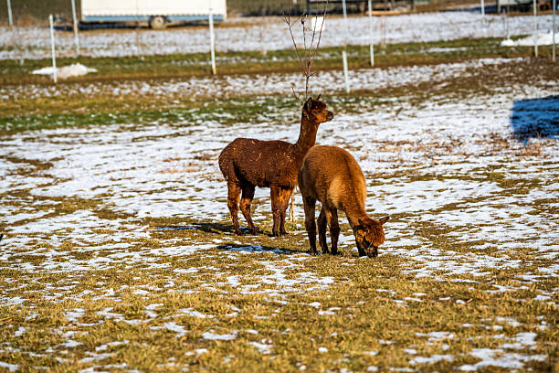 A small group of alpacas grazes on a snow-dusted field, searching for grass beneath the winter ground. The image highlights natural behavior, resilience, and harmony between animals and landscape in a rural environment.