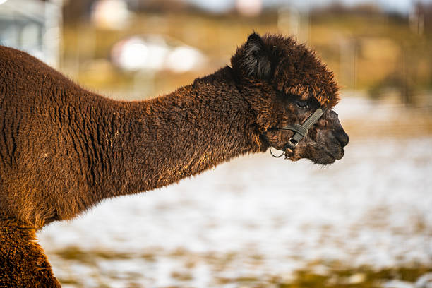 A detailed side profile of a brown alpaca standing on a winter pasture, softly illuminated by natural light. The shallow depth of field and neutral background emphasize texture, calmness, and the gentle character of farm life.