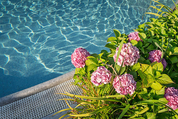 flowers in a garden with a swimming pool
