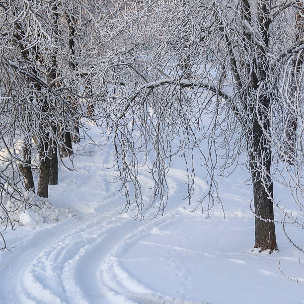 Frosty winter landscape featuring frozen trees with delicate ice crystals on branches above fresh snow and vehicle tracks