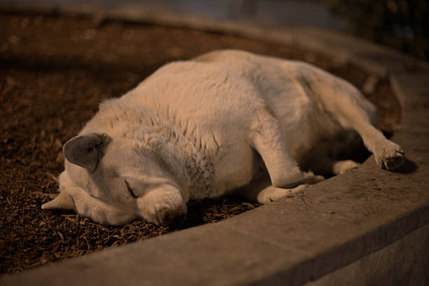 Sleeping stray dog curled on bark mulch beside a curb at night