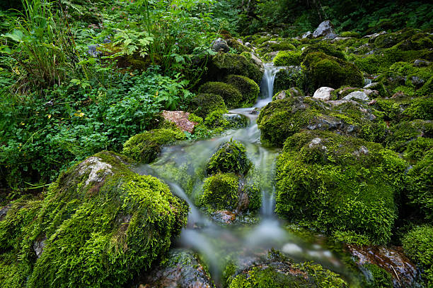 Mostnica small river with color surroundings in Slovenia summer mountains