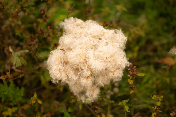 Fluffy white seed head of wild plant close up.