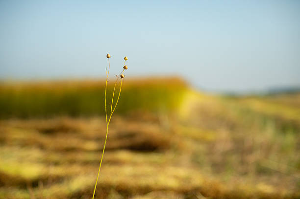 A single flax stem with seeds stands in front of a blurred agricultural field. The background shows rows of harvested straw under a clear sky.
