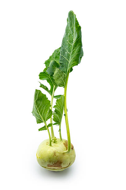 Fresh kohlrabi with green leaves on isolated white background. Studio shot.