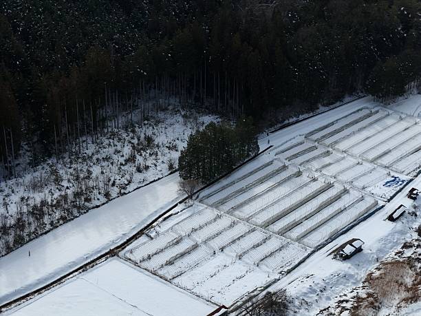 A snowy field with a few trees and a bench. The snow is covering the ground and the trees