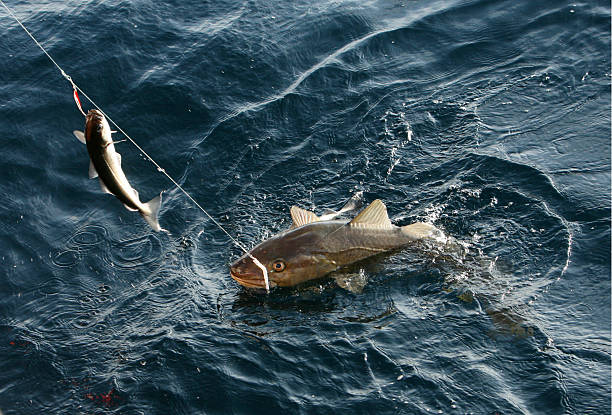 Cod fishing using longlines in Lofoten, Norway