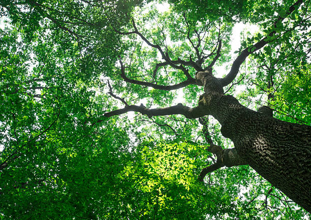 the silhouette of a Bur Oak tree (Quercus macrocarpa) against a bright sky, with the sun visible through the leaves. concept of new beginnings, aspirations, and reaching to new heights.