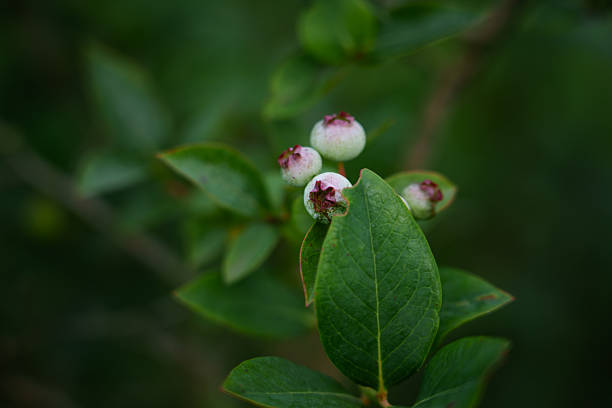 Unripe blueberries sway in the wind in a close-up shot. Contrasting green and bluish tones highlight the freshness and natural beauty of the plant.