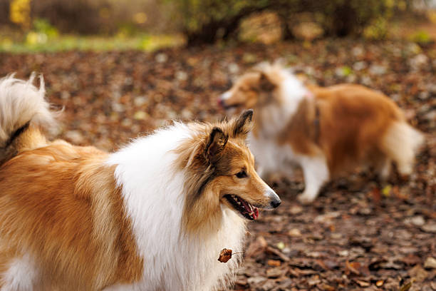 Two Sheltie dogs in an autumn park setting with soft background.