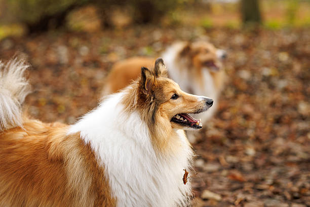 A sheltie walks forward on a path covered with fallen leaves. The background shows soft forest tones.