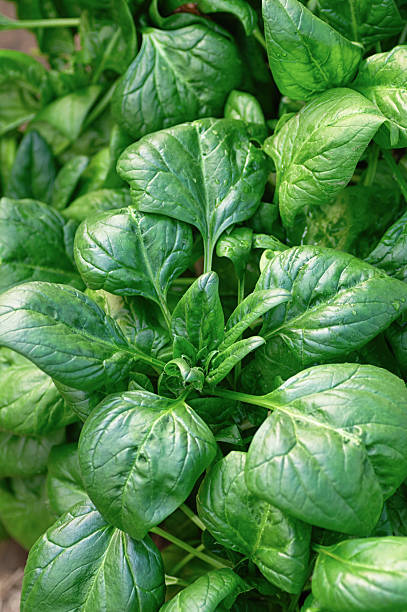 fresh spinach leaf background close up with green texture