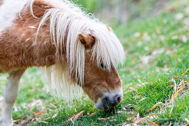 Brown with white piebald Shetland pony, standing side ways on green grass.