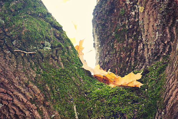 rough tree bark covered in moss and fallen autumn leaves