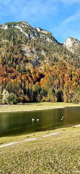 Lake with swans in Germany, Europe