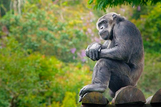 A chimpanzee watches people through glass. The monkey grimaces.