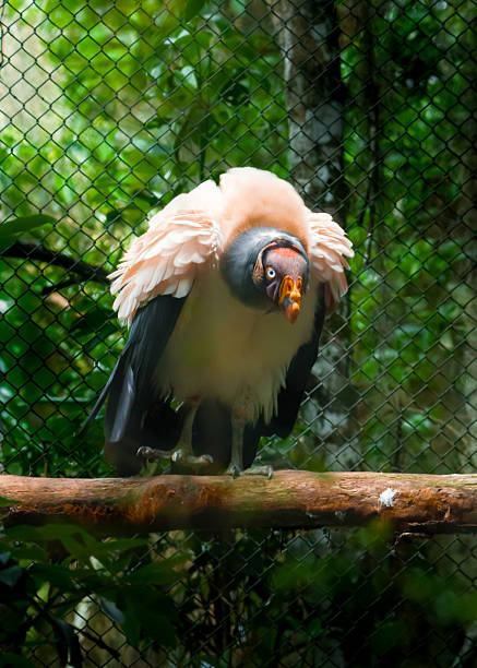 A vertical, full-body shot of a King Vulture (Sarcoramphus papa) perched on a thick wooden branch. The bird displays its striking white and peach-colored plumage, black wing tips, and colorful head with a prominent orange caruncle. A soft-focus wire mesh in the background indicates a sanctuary or aviary setting dedicated to the conservation of Neotropical scavengers.