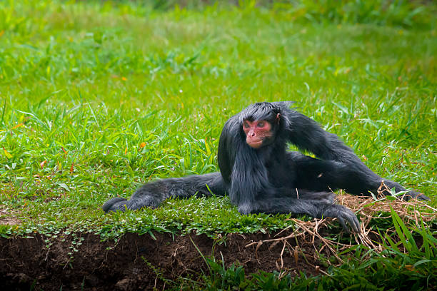 A horizontal medium shot of a Red-faced Spider Monkey (Ateles paniscus) sitting on a lush green lawn. The primate, known for its long black fur and distinctive reddish face, is looking alertly towards the side. The background is a vibrant, sunlit grassy field, emphasizing wildlife in a naturalistic sanctuary.