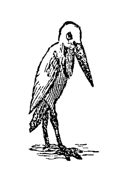 Marabou stork, wading form, long legs, bare head, and distinctive throat pouch, old vintage illustration, 1897.