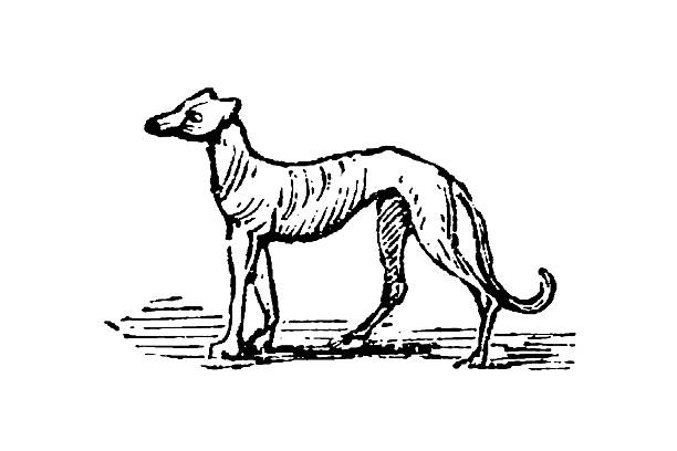 Greyhound, slender, aerodynamic physique, deep chest, and long legs, a breed renowned for its speed and graceful elegance, old vintage illustration, 1897.