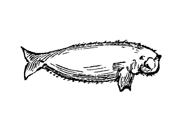 Manatee, large, rounded body, paddle-shaped flippers, and distinctive whiskered snout, a gentle herbivorous mammal of warm coastal waters and rivers, old vintage illustration, 1897.