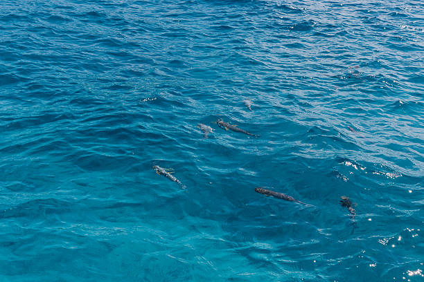 Clear turquoise Seychelles waters reveal small fish beneath sunlit ripples, showcasing vibrant marine life, pristine reef habitat and tranquil tropical ocean beauty for travel use