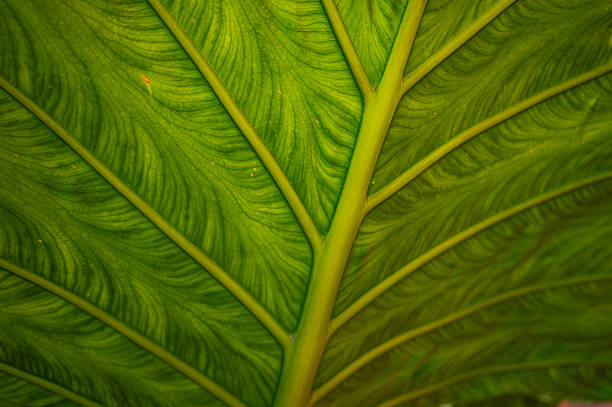 Canna leaves are large and stand out in a flower bed. I took a close-up photo to show off the beautiful patterned veins.