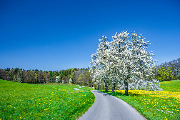 Row of Cherry Trees blooming along Farm Track through Fields of Canola and wheat in Spring landscape, illuminated by warm light of the evening sun