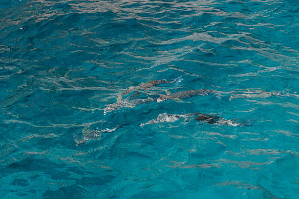 Group of fish gliding just below the bright sunlit surface of clear turquoise tropical ocean water, casting ripples and shimmering reflections in a tranquil paradise scene