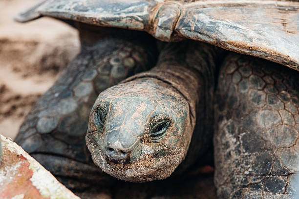 Aldabra giant tortoise peeking its head out from under the ancient, textured shell, resting on sandy ground in a natural habitat in a Seychelles national park, highlighting wildlife and conservation