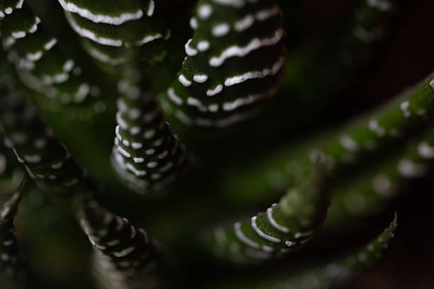 Abstract macro photograph of a zebra haworthia succulent, focusing on the natural white striped patterns and deep green leaf structure. The shallow depth of field creates a soft, organic texture, emphasizing botanical detail and minimal aesthetics. Ideal for concepts related to nature, calm, growth, and modern organic design.